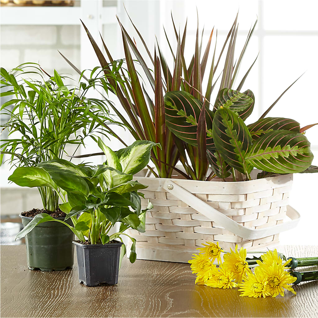 Florist Designed Blooming and Green Plants in a Basket – Colonial Flower Shoppe, Somers CT