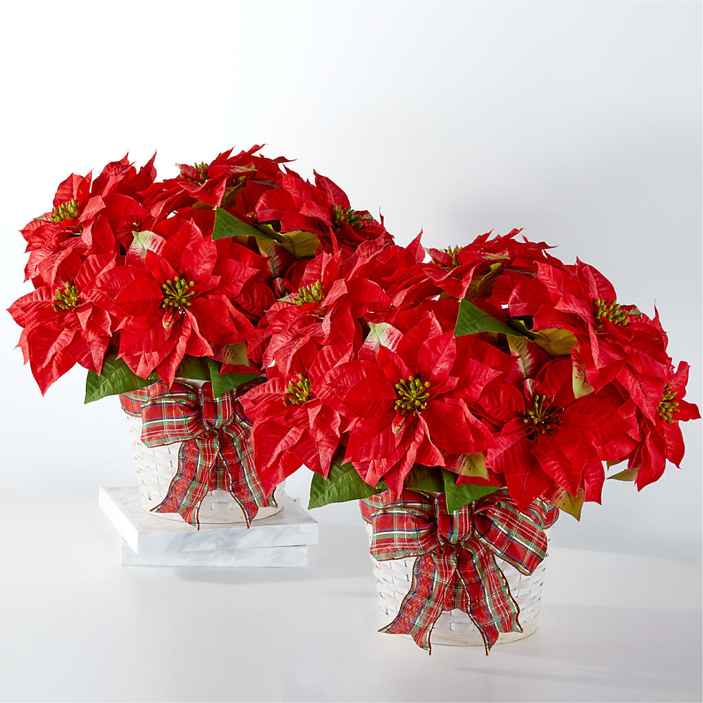 Happiest Holidays Poinsettia Bundle – Colonial Flower Shoppe, Somers CT