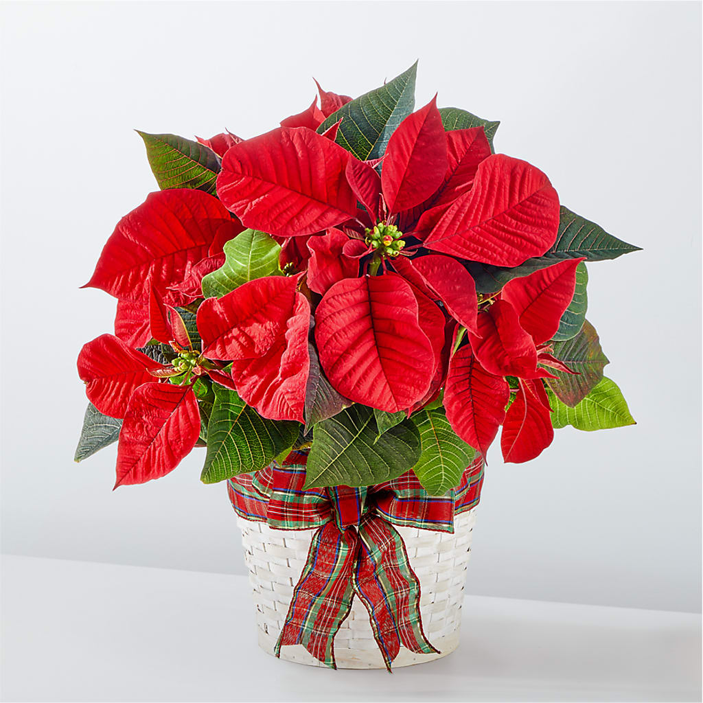 Happiest Holidays Poinsettia – Colonial Flower Shoppe, Somers CT