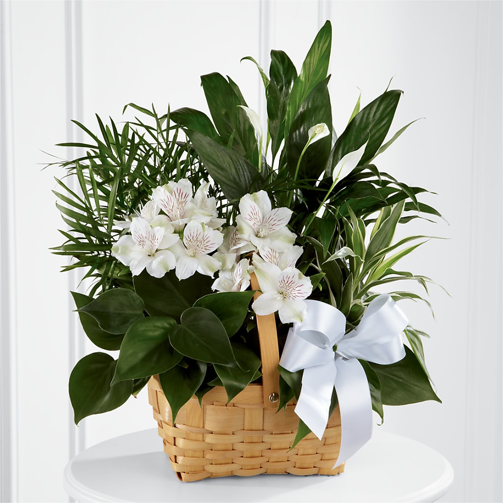 Peace & Serenity Dishgarden – Colonial Flower Shoppe, Somers CT
