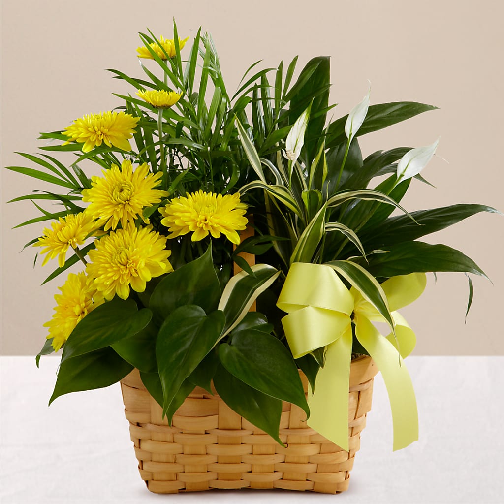 Loving Light Dishgarden – Colonial Flower Shoppe, Somers CT