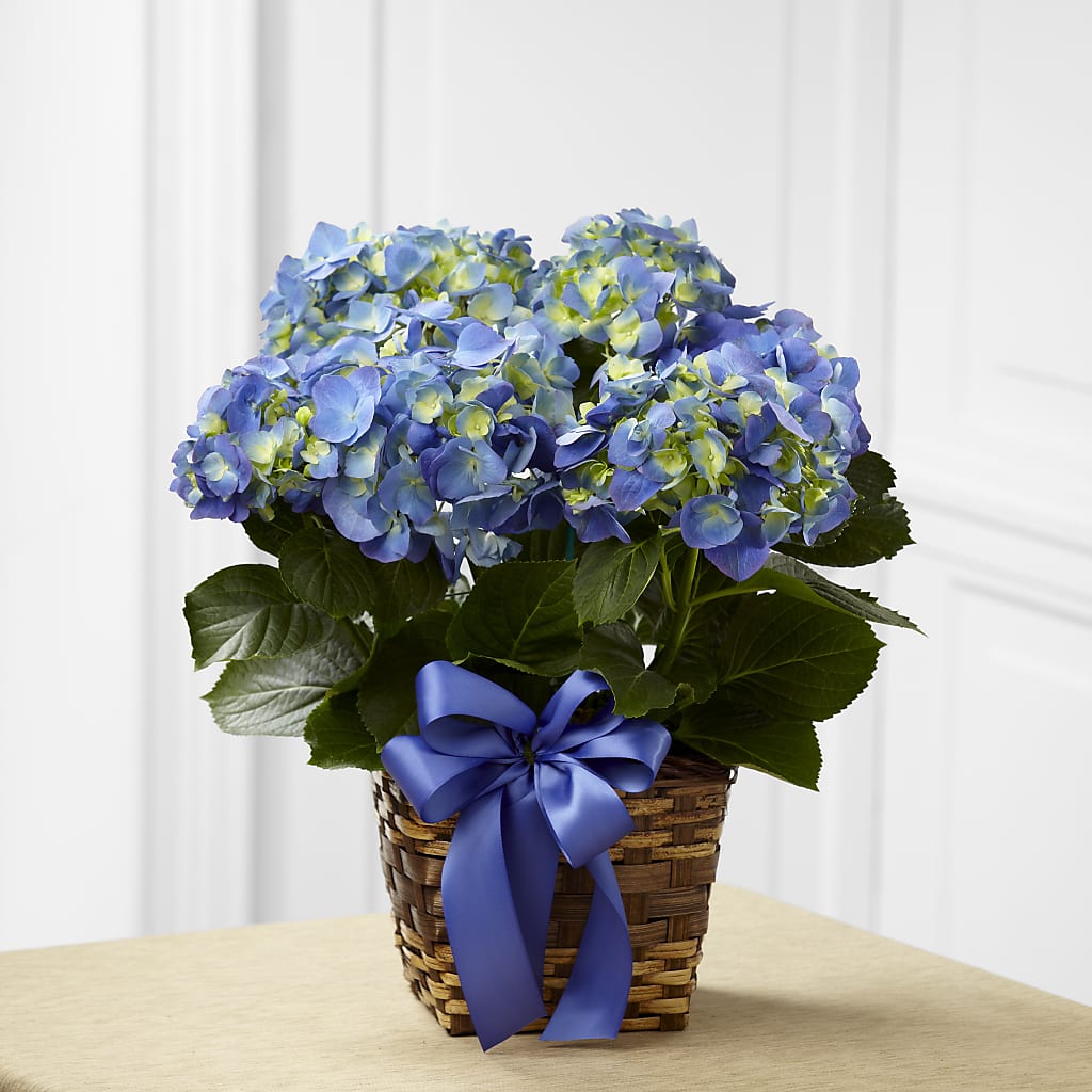 Blue Hydrangea Planter – Colonial Flower Shoppe, Somers CT
