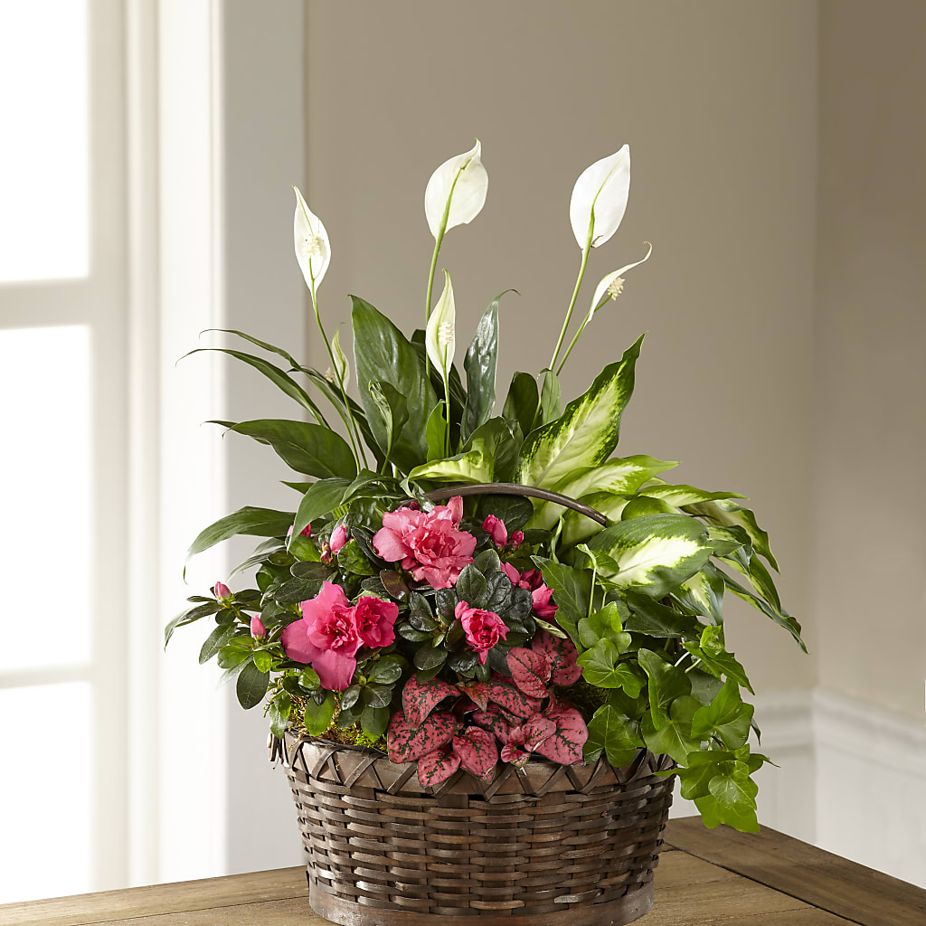 Dream in Pink Dishgarden – Colonial Flower Shoppe, Somers CT
