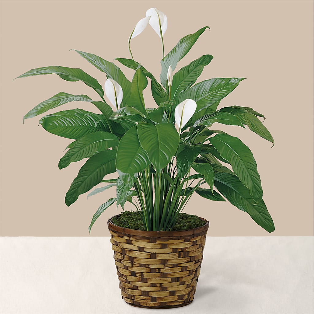 Tranquil Moments Peace Lily Plant – Colonial Flower Shoppe, Somers CT