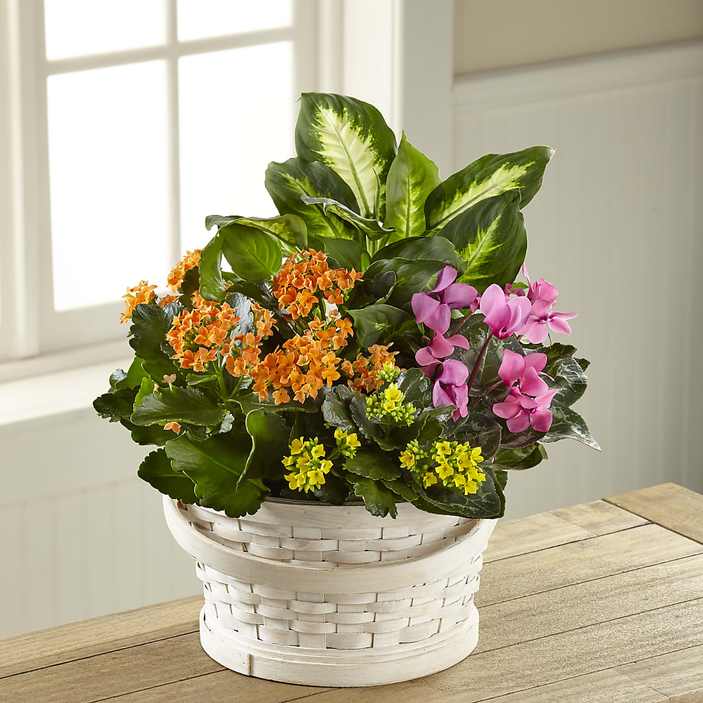Color Crush Dishgarden – Colonial Flower Shoppe, Somers CT