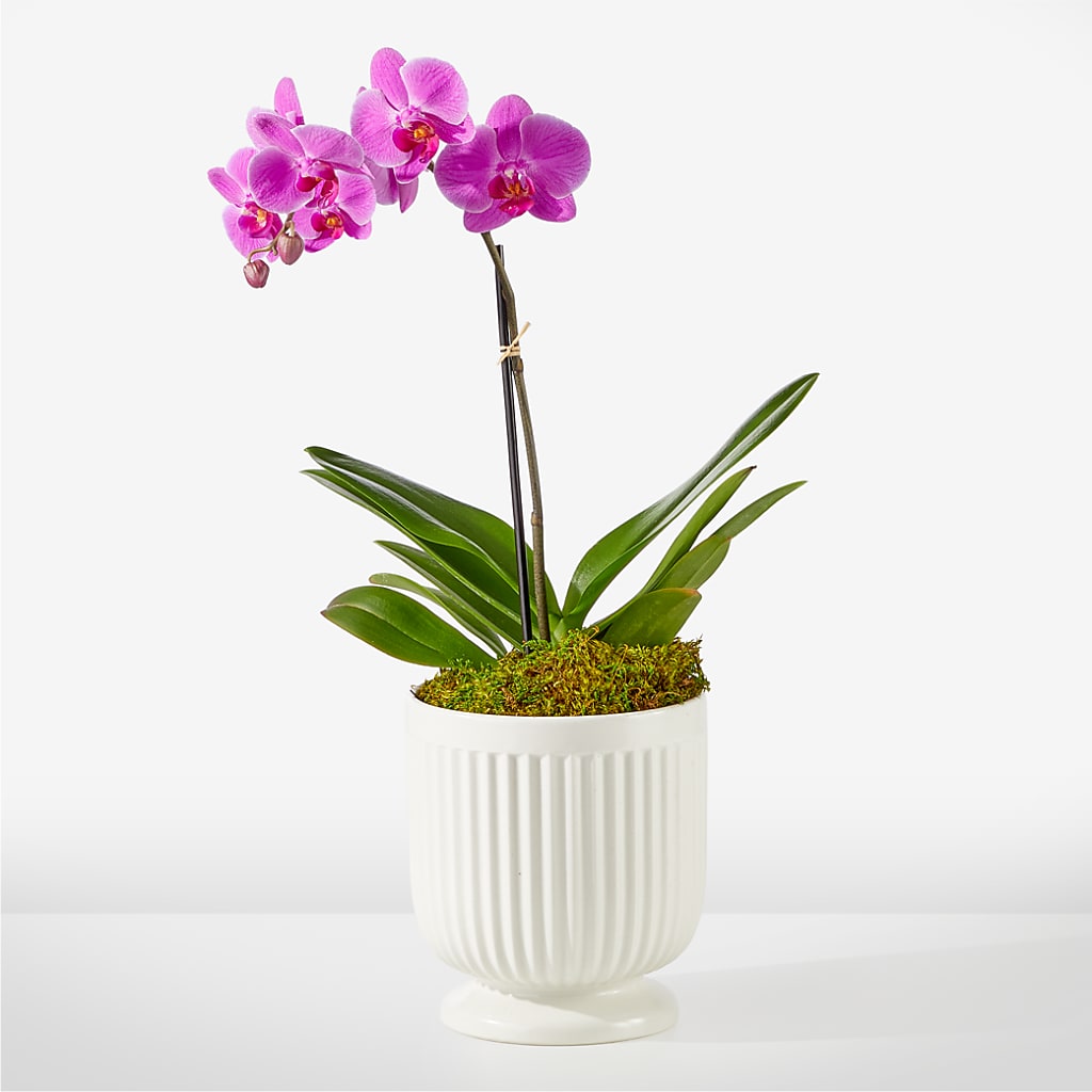 Friendly Fuchsia Orchid – Colonial Flower Shoppe, Somers CT