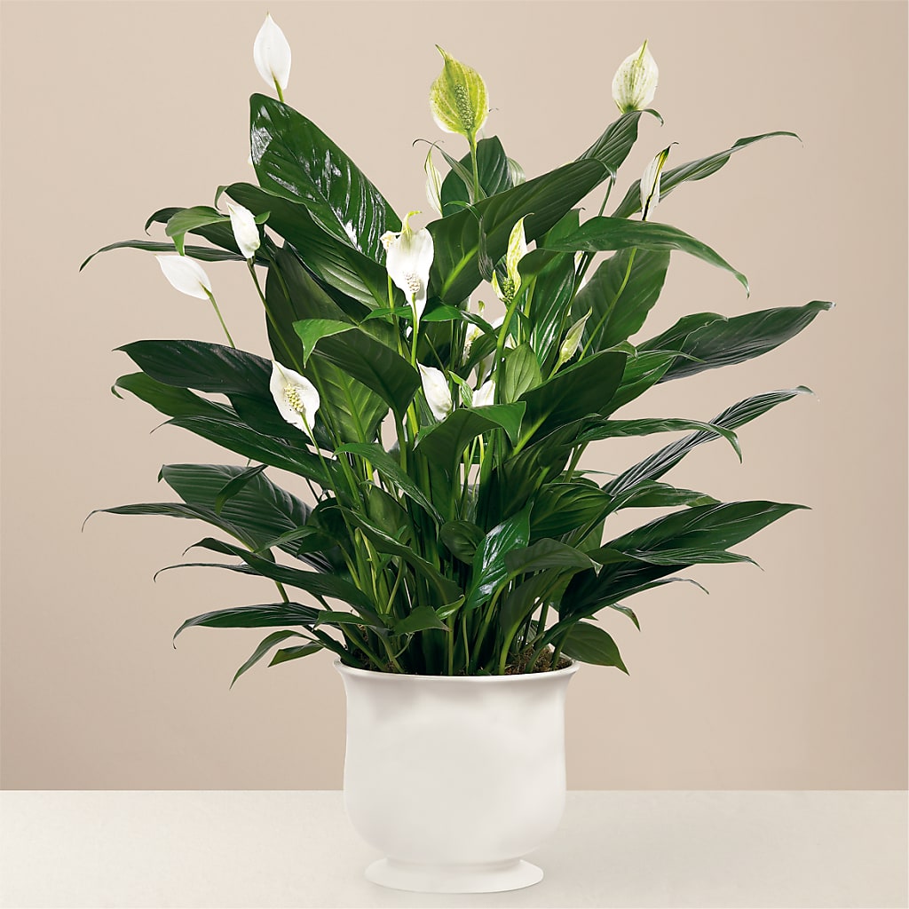 Comfort Planter – Colonial Flower Shoppe, Somers CT