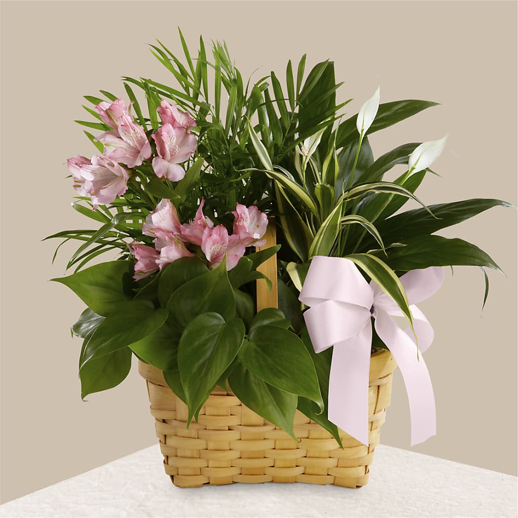 Living Spirit Dishgarden – Colonial Flower Shoppe, Somers CT