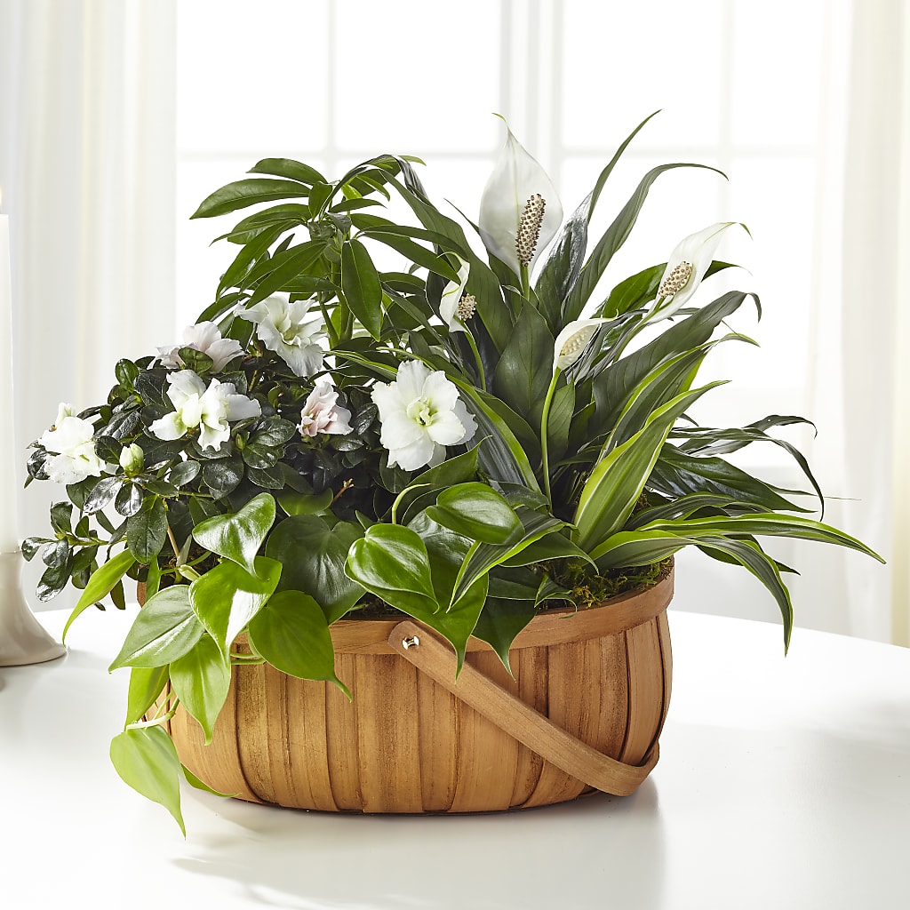 Serene Dishgarden – Colonial Flower Shoppe, Somers CT
