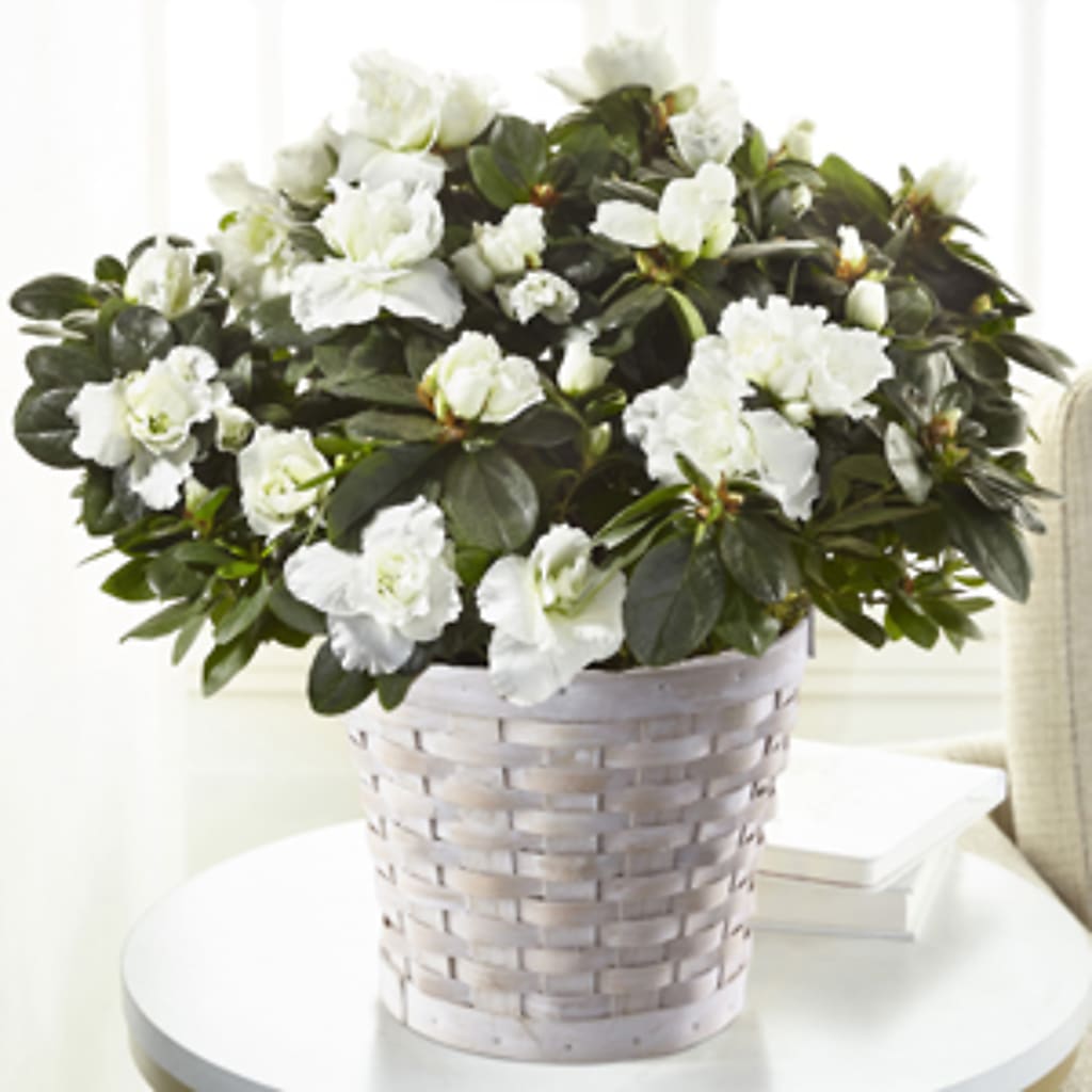 White Azalea Plant – Colonial Flower Shoppe, Somers CT