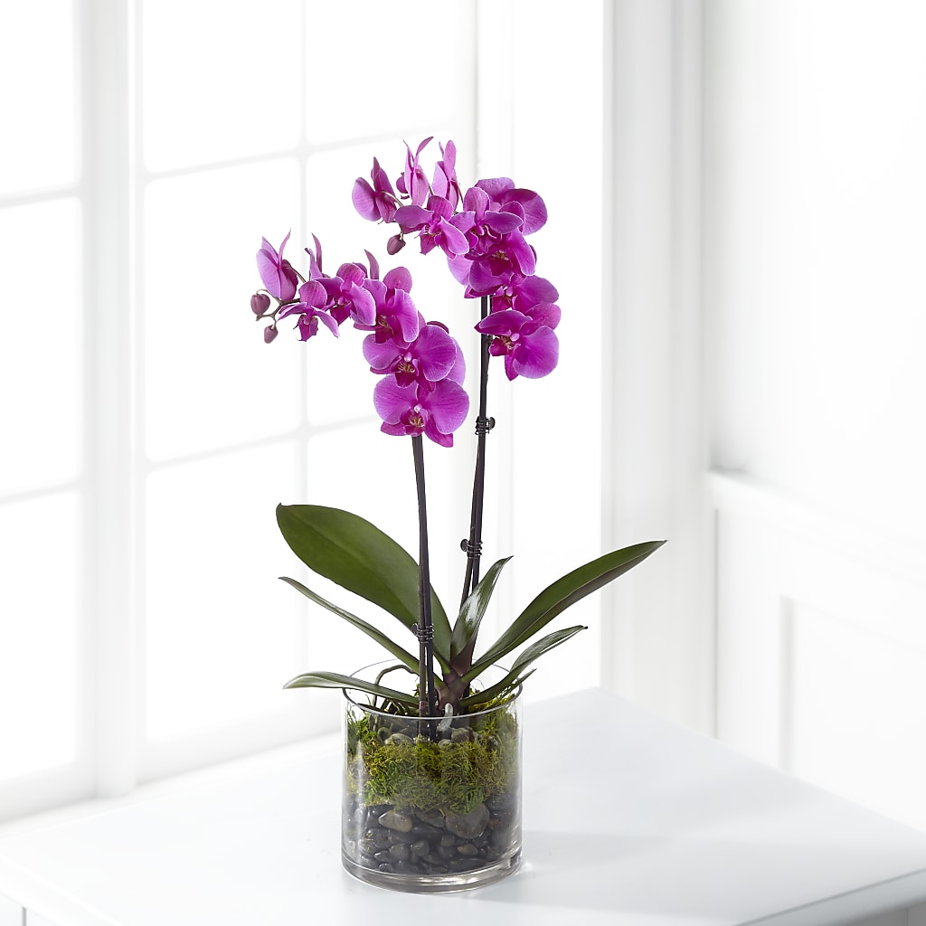 Pink Orchid Plant – Colonial Flower Shoppe, Somers CT
