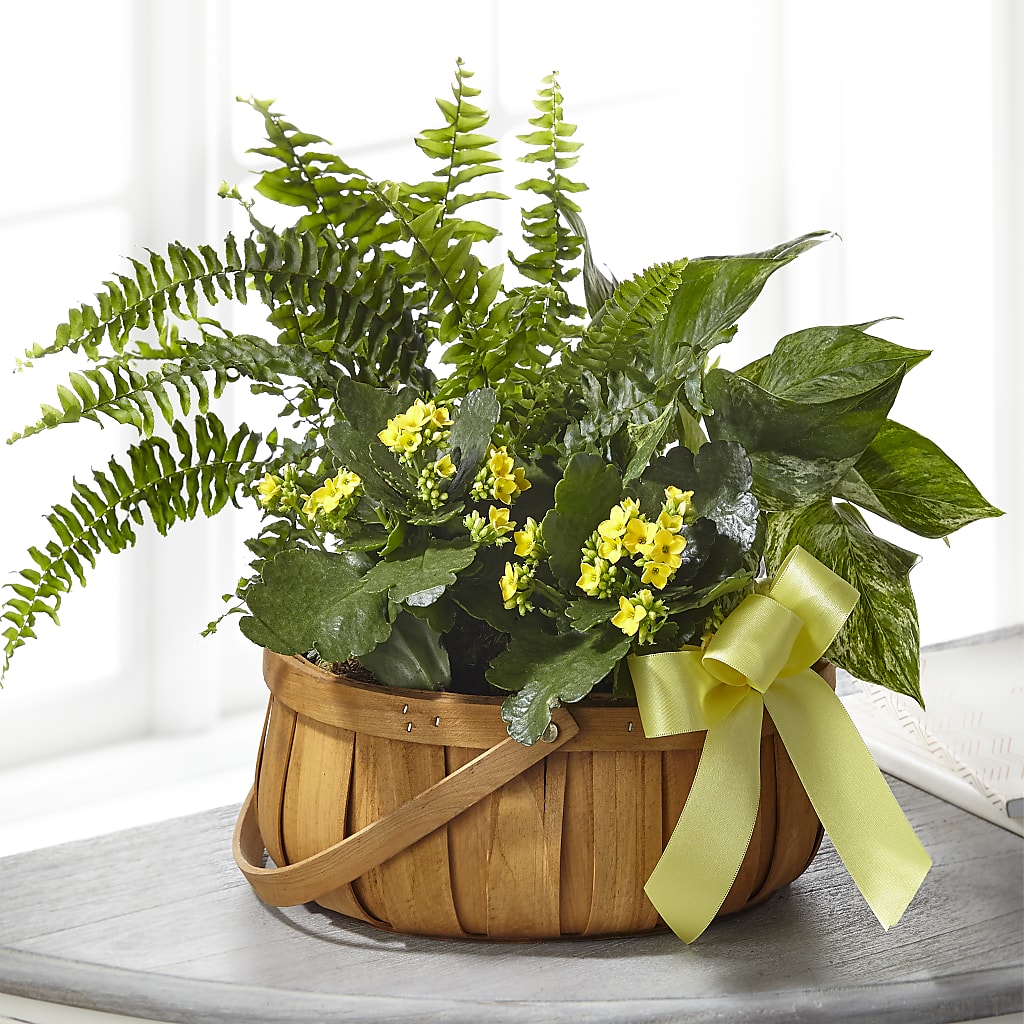 Always Dear Dishgarden – Colonial Flower Shoppe, Somers CT