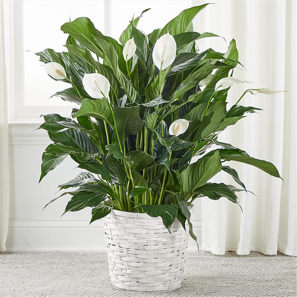 A New Leaf Peace Lily – Colonial Flower Shoppe, Somers CT