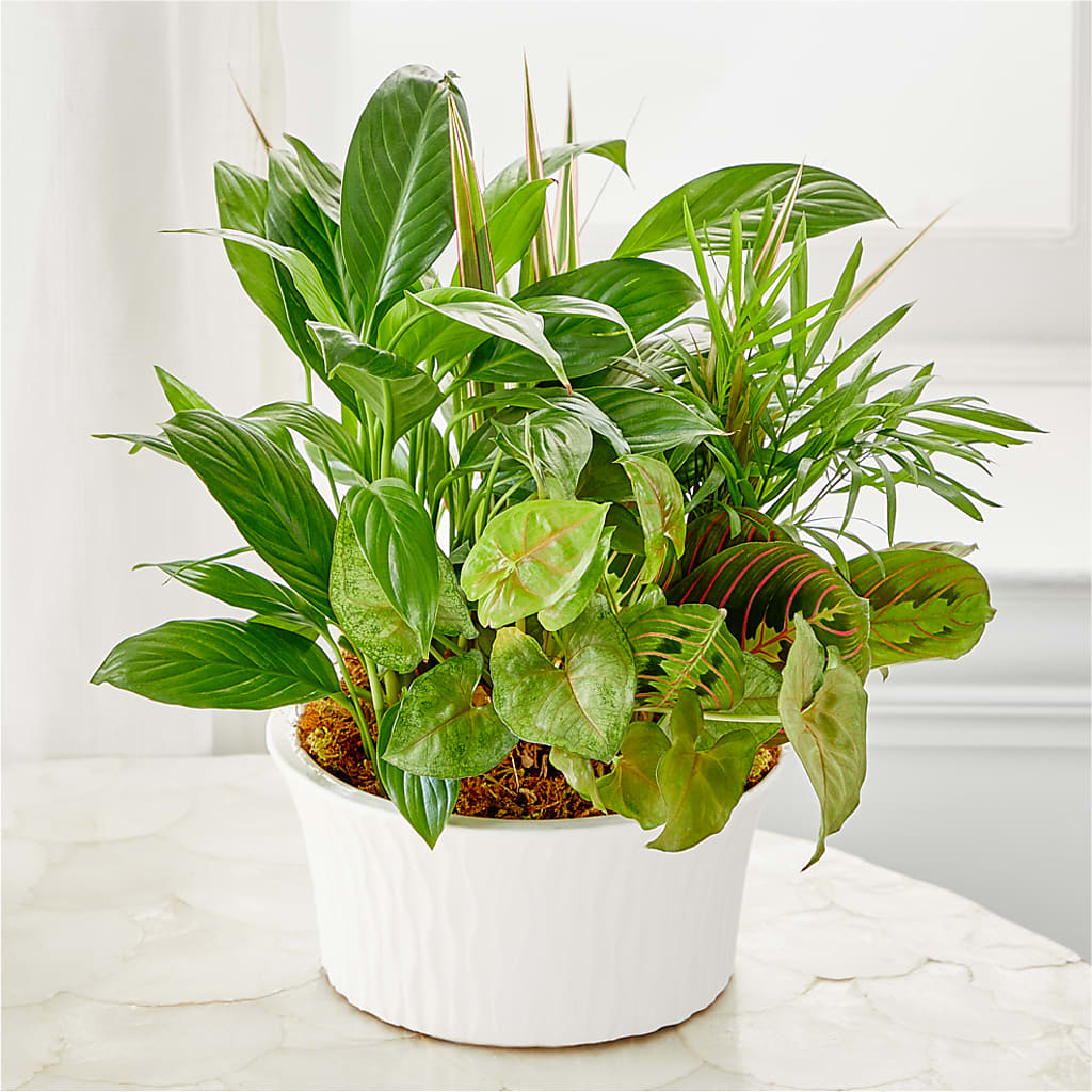Balance & Harmony Dishgarden – Colonial Flower Shoppe, Somers CT