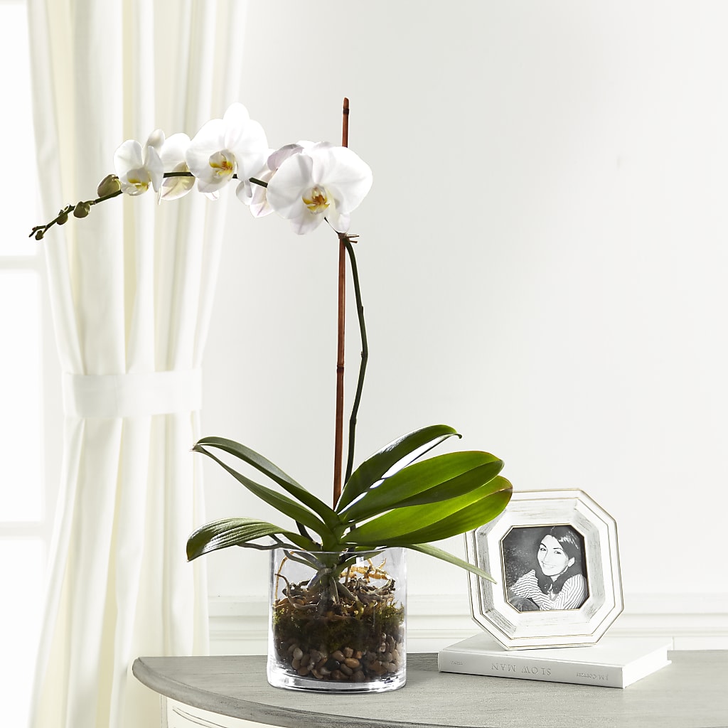White Orchid Planter – Colonial Flower Shoppe, Somers CT