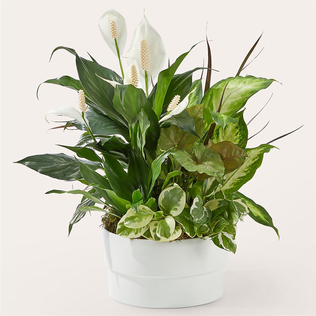 Radiating Positivity Dishgarden – Colonial Flower Shoppe, Somers CT