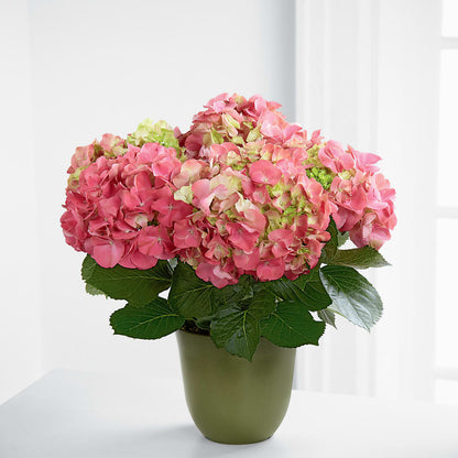 Pink Hydrangea Planter –  Colonial Flower Shoppe, Somers CT
