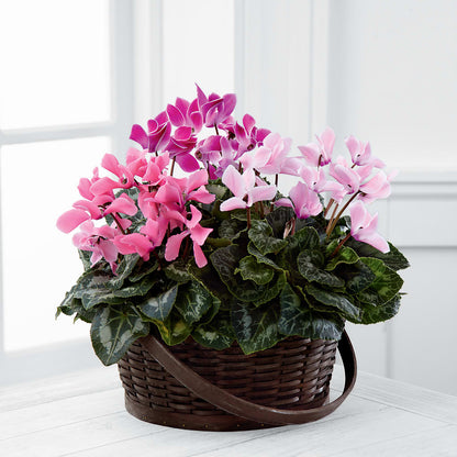 Mixed Cyclamen Planter –  Colonial Flower Shoppe, Somers CT