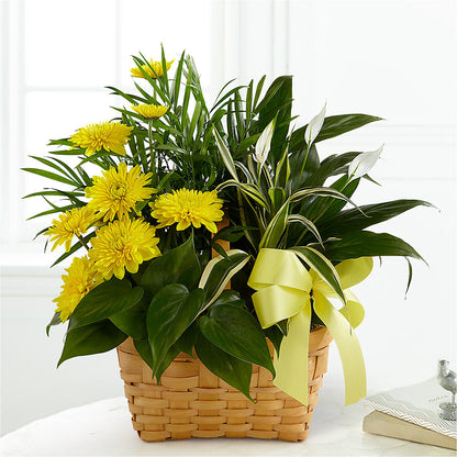 Loving Light Dishgarden –  Colonial Flower Shoppe, Somers CT