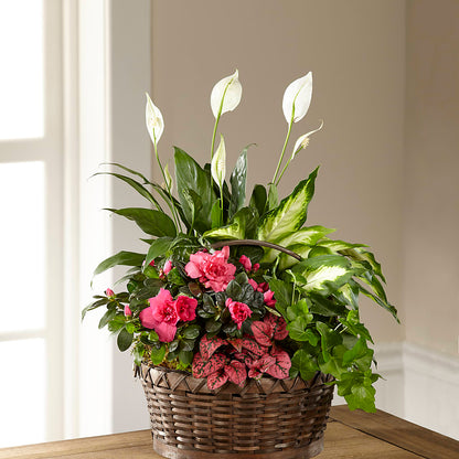Dream in Pink Dishgarden –  Colonial Flower Shoppe, Somers CT