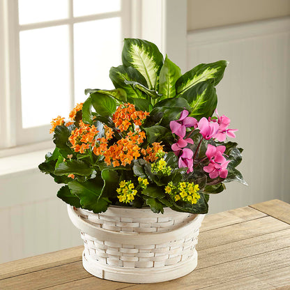 Color Crush Dishgarden –  Colonial Flower Shoppe, Somers CT