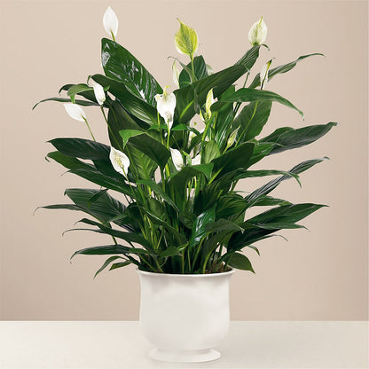 Comfort Planter –  Colonial Flower Shoppe, Somers CT