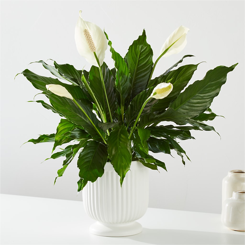 Comfort Planter –  Colonial Flower Shoppe, Somers CT