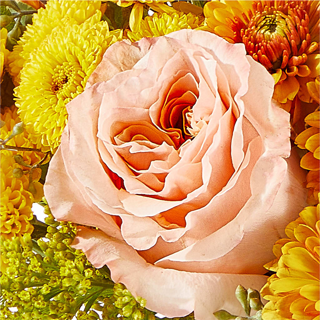 Peachy Pumpkin –  Colonial Flower Shoppe, Somers CT