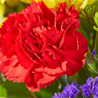 Brighter Days Bouquet –  Colonial Flower Shoppe, Somers CT