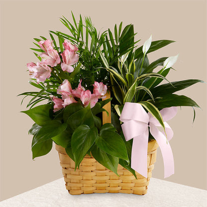 Living Spirit Dishgarden –  Colonial Flower Shoppe, Somers CT