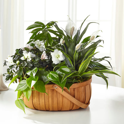 Serene Dishgarden –  Colonial Flower Shoppe, Somers CT