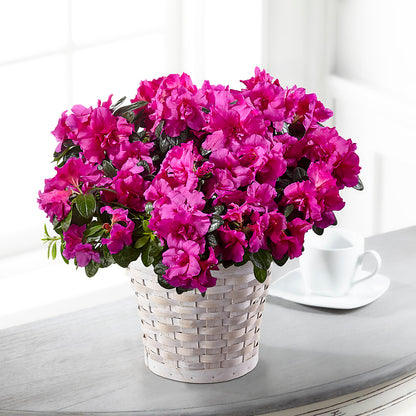 Hope & Serenity Azalea Plant –  Colonial Flower Shoppe, Somers CT