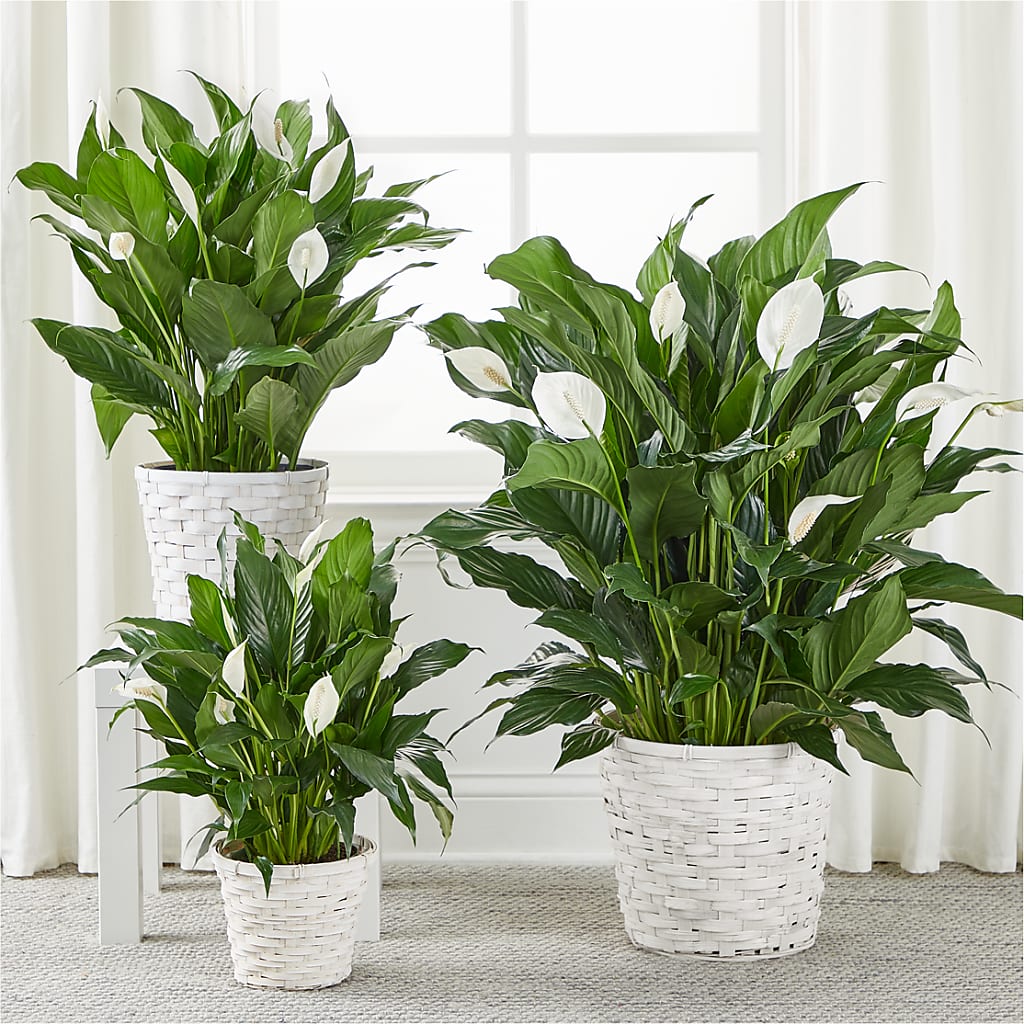 A New Leaf Peace Lily –  Colonial Flower Shoppe, Somers CT