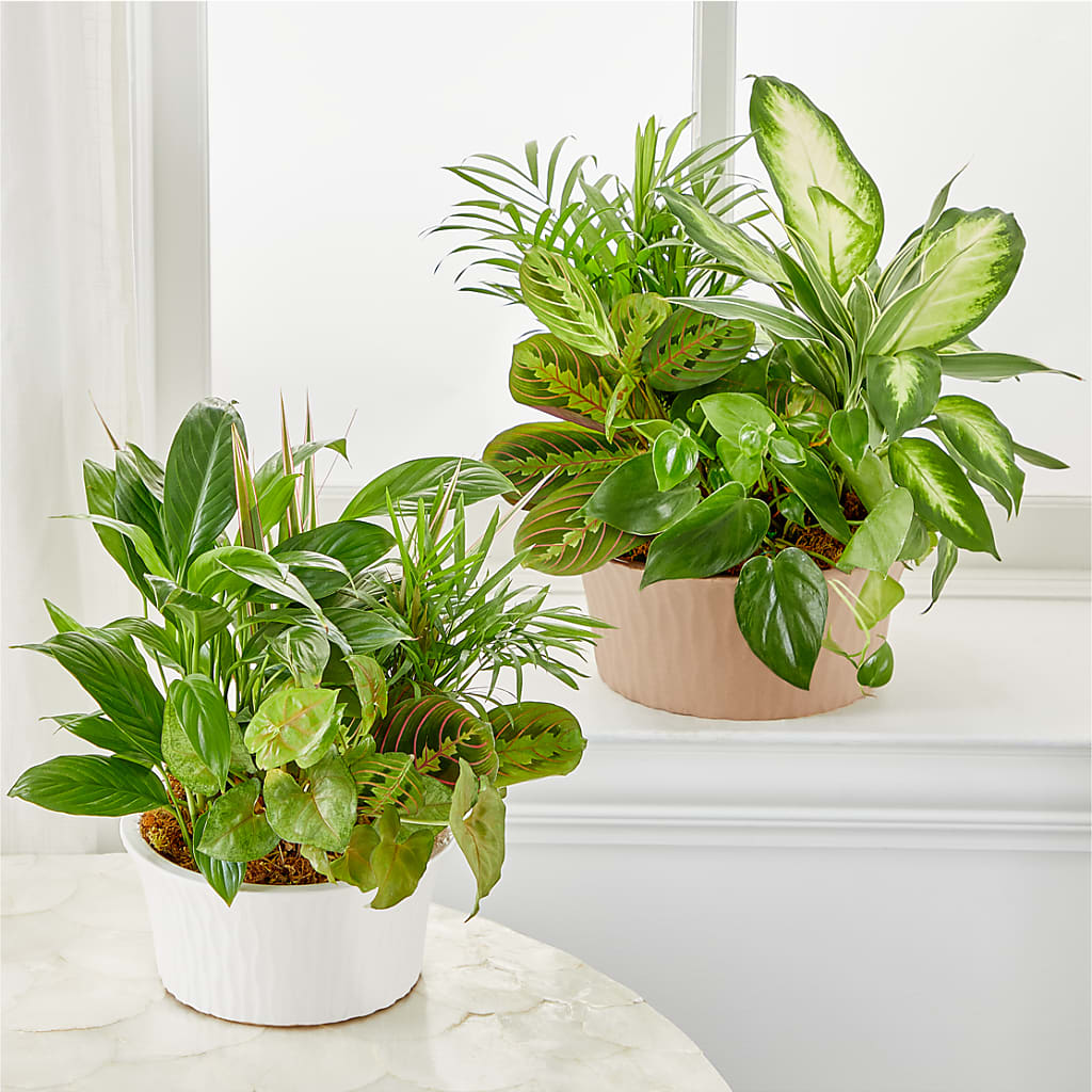 Balance & Harmony Dishgarden –  Colonial Flower Shoppe, Somers CT