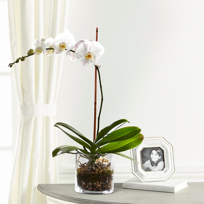 White Orchid Planter –  Colonial Flower Shoppe, Somers CT