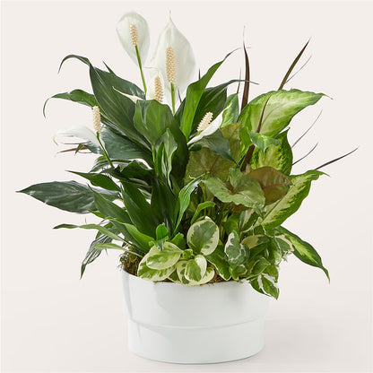 Radiating Positivity Dishgarden –  Colonial Flower Shoppe, Somers CT